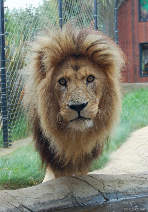 Subu the Lion at Colchester Zoo