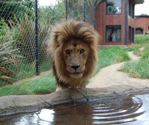 Subu the Lion drinking at Colchester Zoo